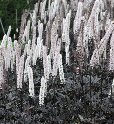 Actaea simplex 'Brunette' - Zilverkaars