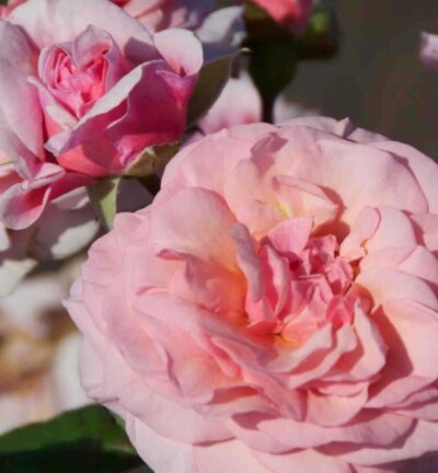 Rosa (F) 'Carminia' - Geurende roos