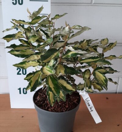 Elaeagnus ebbingei 'Chalef' (=Viveleg) - Olijfwilg