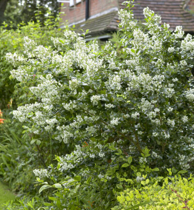 Escallonia 'Iveyi' - Escallonia