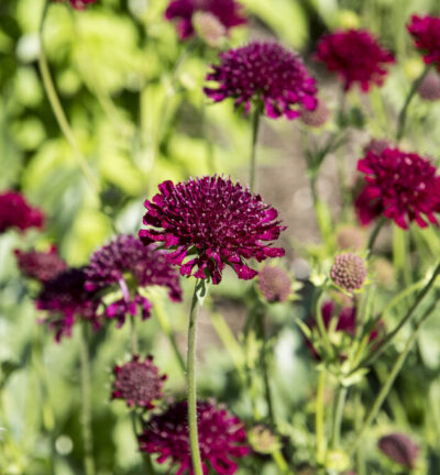 Knautia macedonica - Beemdkroon