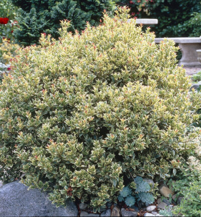 Osmanthus heterophyllus 'Tricolor' (=Goshiki) - Schijnhulst