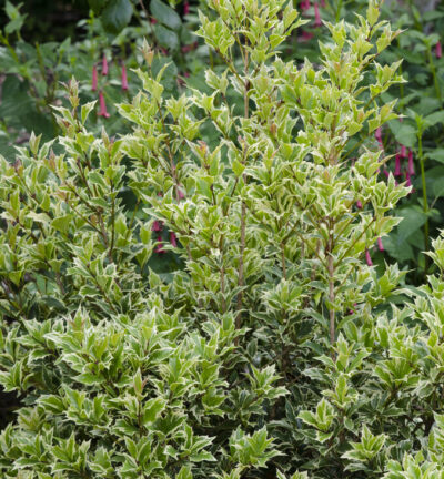 Osmanthus heterophyllus 'Variegatus' - Schijnhulst