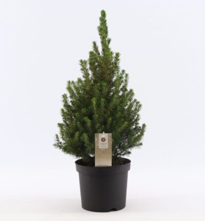 Picea glauca 'December' - Canadese spar