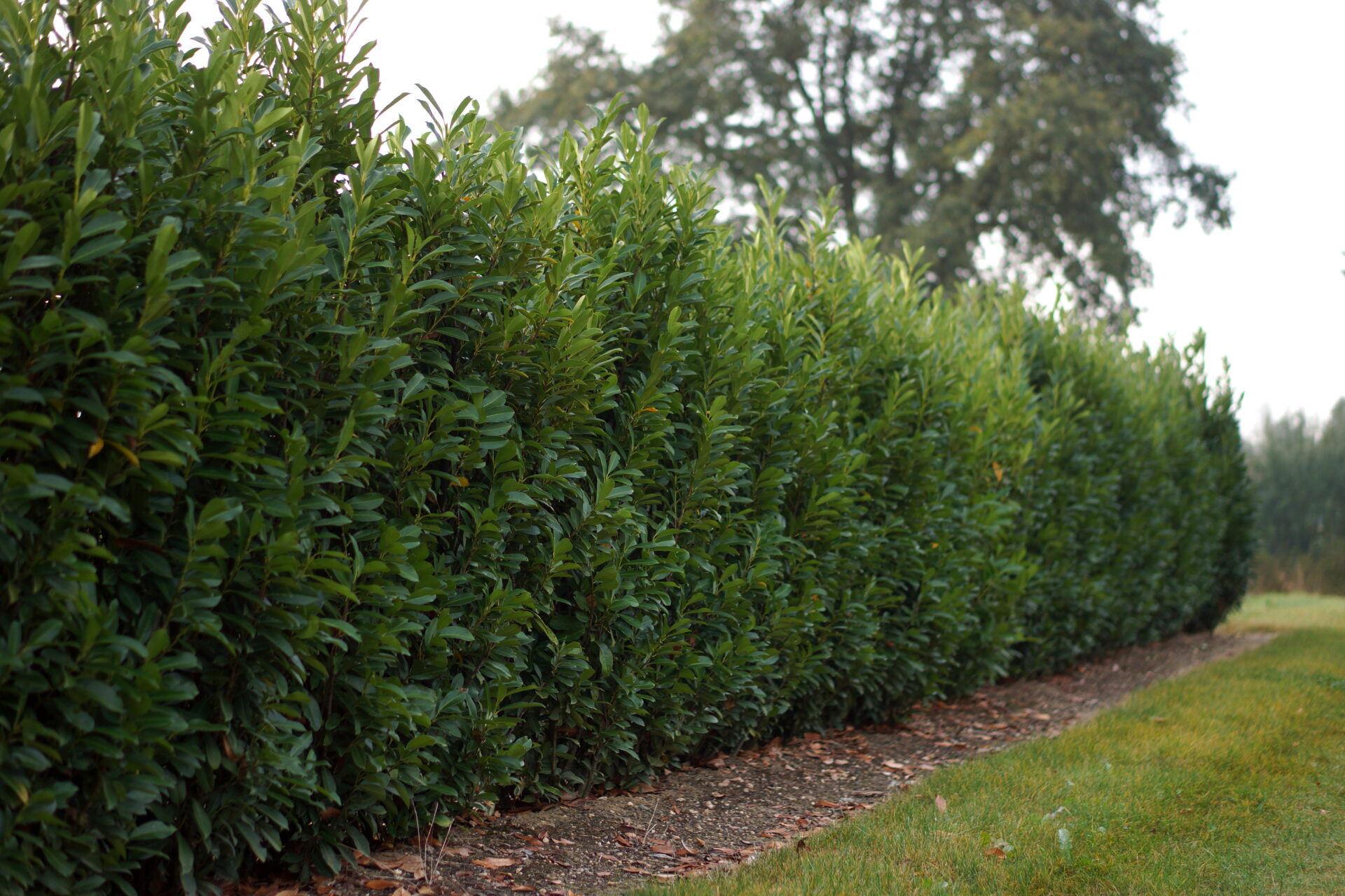 Prunus laurocerasus Elly ('VERSTRA'PBR) - Lorbeer online kaufen -  PlantBezorgd