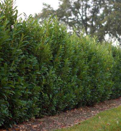 Prunus laurocerasus Elly® ('VERSTRA'PBR) - Laurierkers