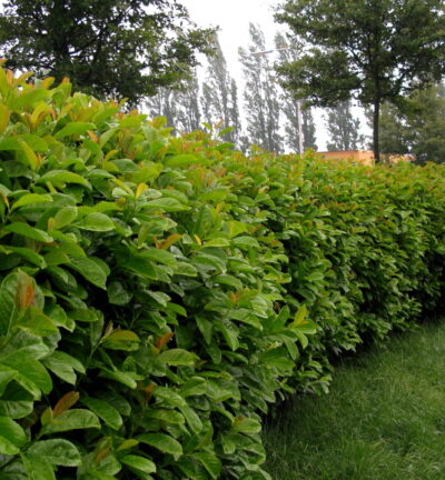 Prunus laurocerasus 'Etna' ('Anbri'PBR) - Laurierkers