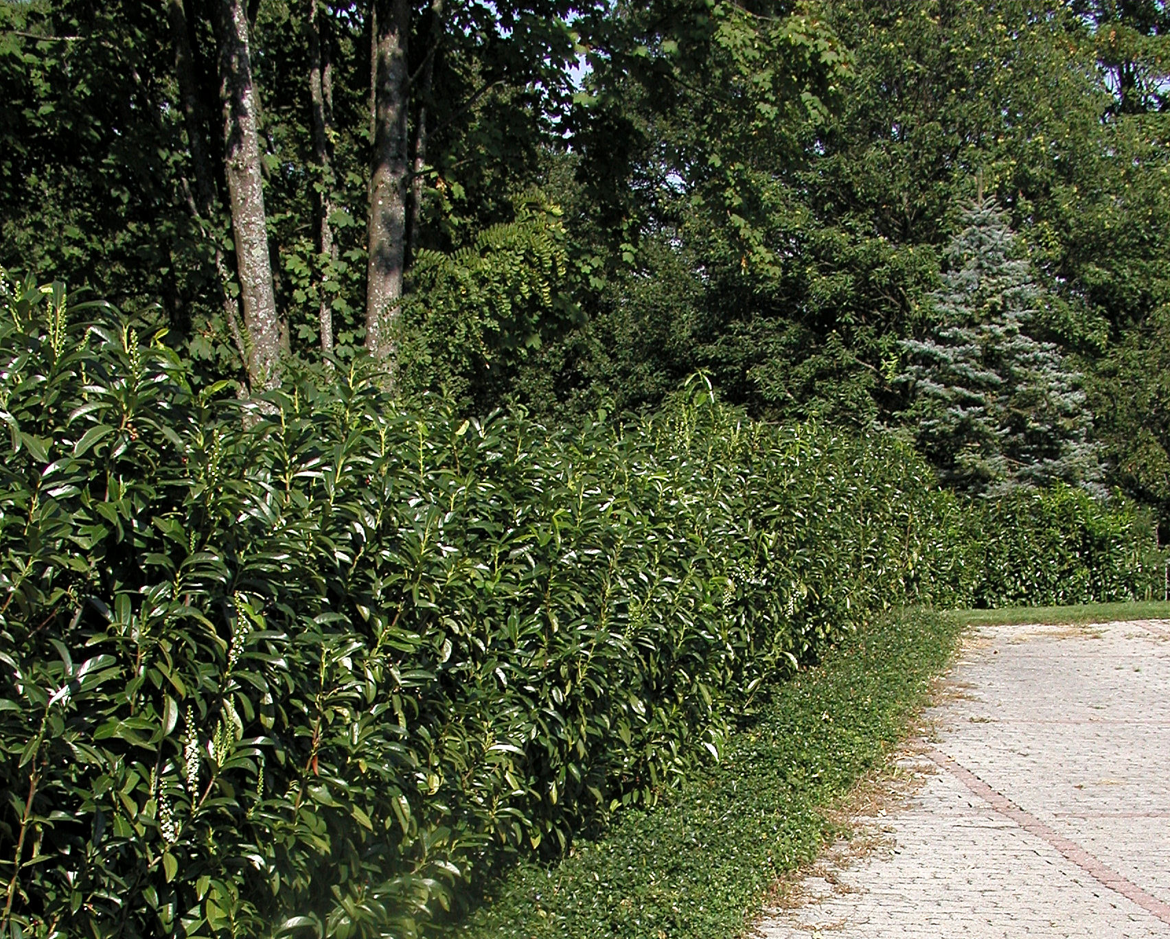 liguster wanneer planten Wintergroene Liguster op lage stam, Ligustrum Jonandrum main image 1
