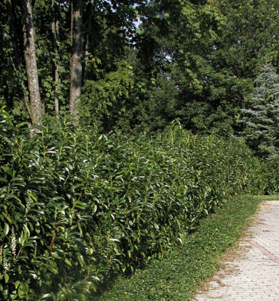 Prunus laurocerasus 'Genolia'® ('mariblon') - Laurierkers