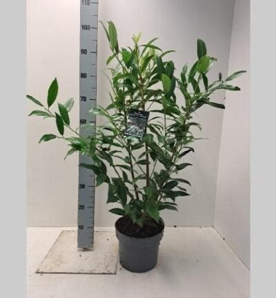 Prunus laurocerasus 'Herbergii' - Laurierkers
