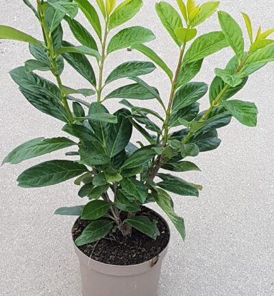 Prunus laurocerasus 'Novita' - Laurierkers