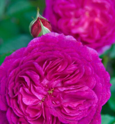 Rosa (F) 'Eufemia' - Roos