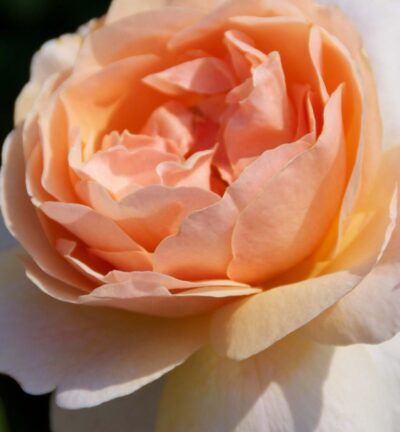 Rosa (F) 'Floriana' - Roos