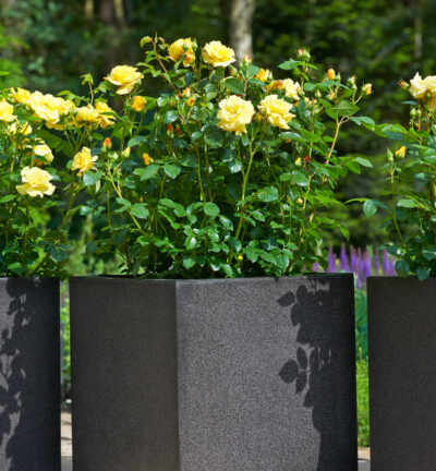 Rosa (F) 'Midnight Romanza' - Struikroos