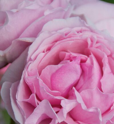 Rosa (F) 'Princesse Claire of Belgium' - Trosroos