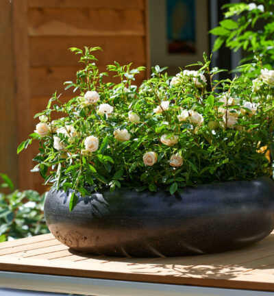 Rosa (F) 'Sweet Romanza' - Struikroos