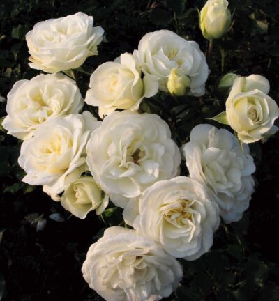 Rosa (F) 'Wedding Rose' - Trosroos