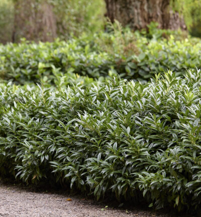 Sarcococca hookeriana - Vleesbes