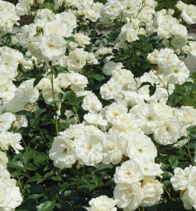 Rosa (F) 'Schneewittchen' (=Iceberg) - Roos