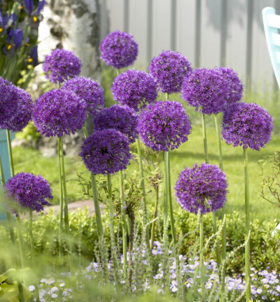 Allium Purple Sensation - Sierui