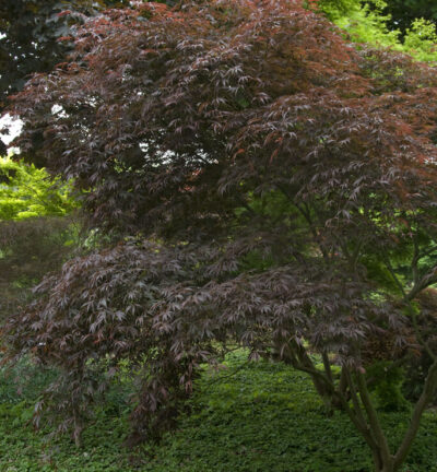 Acer palmatum 'Trompenburg' - Japanse Esdoorn