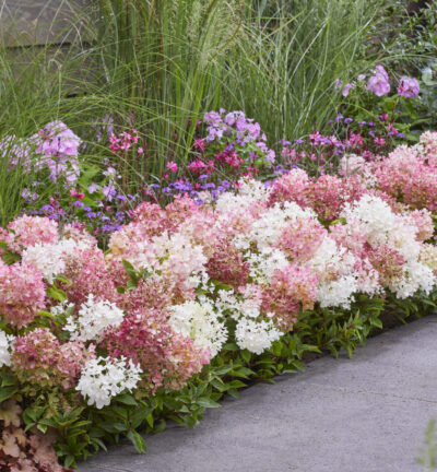 Hydrangea paniculata Groundbreaker® Blush - Bodembedekkende Pluimhortensia