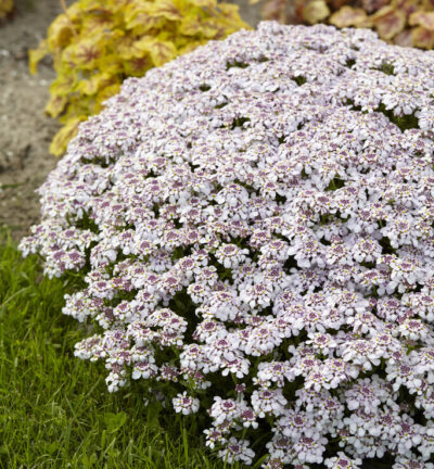 Iberis Sempervirens 'Pink Ice' - Scheefkelk