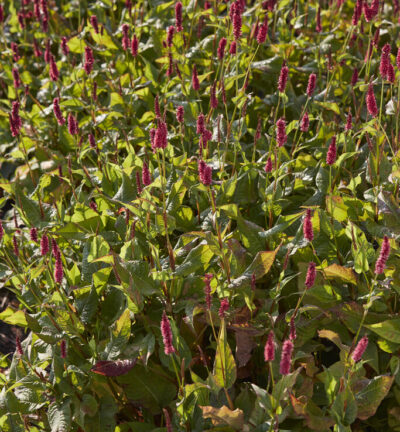 Persicaria ampelixcaulis 'JS Calor' - Duizendknoop