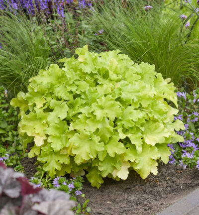 Heuchera 'Lime Marmelade' - Purperklokje