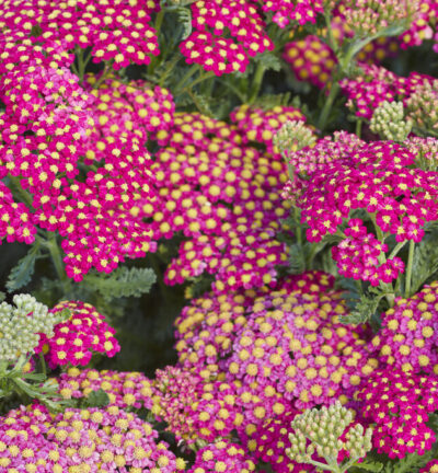 BIO Achillea millefolium 'Cassis' -  Duizendblad