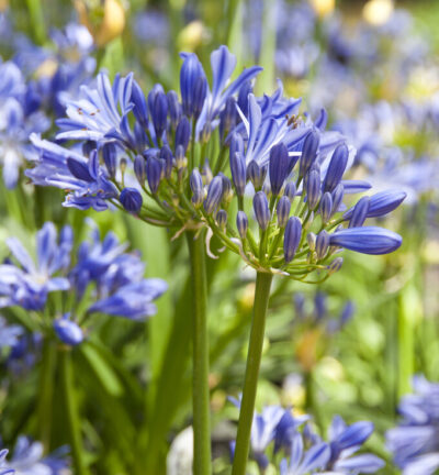 BIO Agapanthus 'Charlotte' -  Afrikaanse Lelie