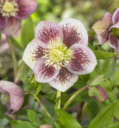 BIO Helleborus orientalis 'Pretty Ellen Spotted' - Nieskruid