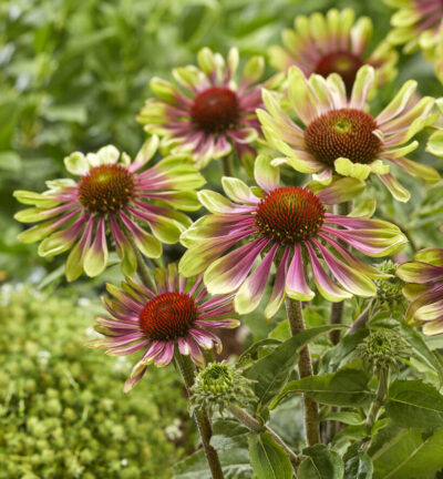 Echinacea Purpurea 'Green Twister' - Zonnehoed