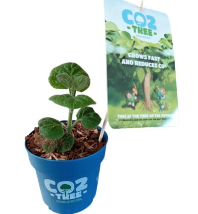 Paulownia Elongata 'Futuro' - Keizersboom (=C02 Tree)