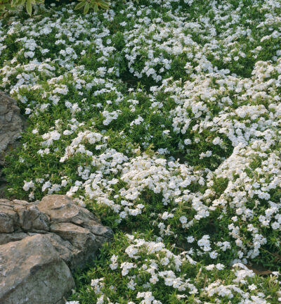 Phlox subulata 'Snowflake' - Vlambloem