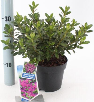 Rhododendron 'Geisha Purple' - Japanse Azalea