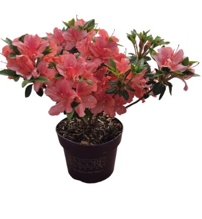 Rhododendron Encore® Orange Crush ('Roblezl'PBR) - Azalea