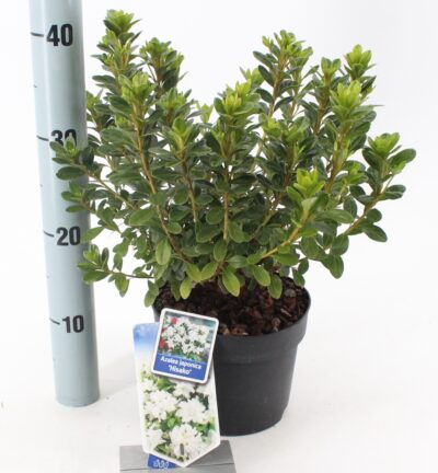 Rhododendron 'Hisako' - Japanse Azalea