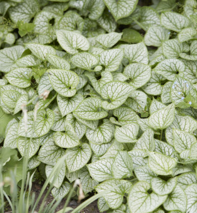 Brunnera macrophylla 'Alexander's Great' - Kaukasisch vergeet me nietje