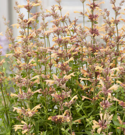 Agastache 'Mango Tango' - Dropplant
