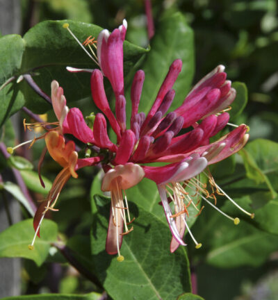 BIO Lonicera heckrottii 'Goldflame' - Kamperfoelie