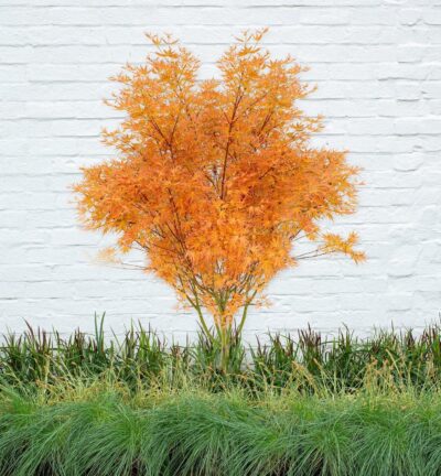 Acer palm. 'Wilson's Pink Dwarf' - Japanse Esdoorn