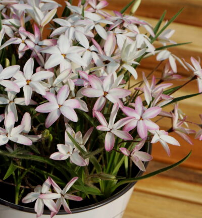 Rhodoxis Fairy Kisses - Sterretjesgras