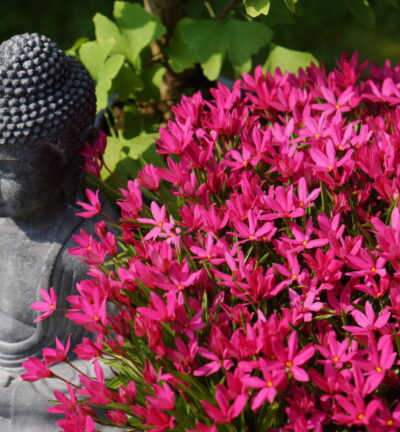 Rhodoxis Fairy tale - Sterretjesgras