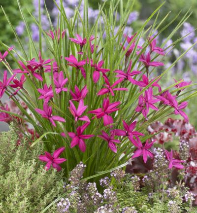 Rhodoxis Beverly - Sterretjesgras