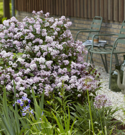 Deutzia 'Pink Cloud' - Bruidsbloem