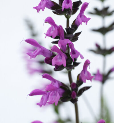 Salvia 'Amistad Pink' - Salie