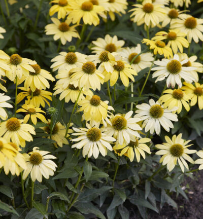 Echinacea Purpurea 'Lakota Yellow' - Zonnehoed