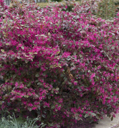 Loropetalum chinense - Heksenstruik