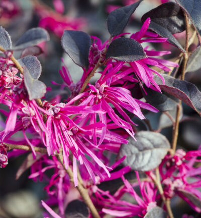 Loropetalum chinense 'Daybreak's Flame' - Heksenstruik
